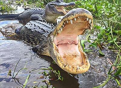 Jean Lafitte Swamp Tours