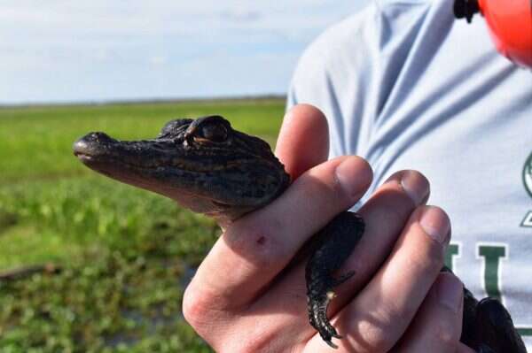 Hoppin’ Down The Bayou